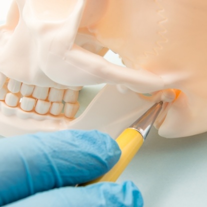 Dentist pointing to the jaw joint on a model of the skull